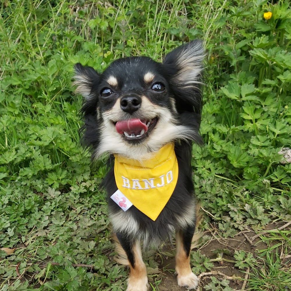Image of Name your squirrel pet bandana