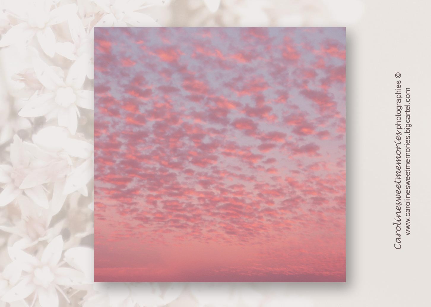 Image of Les nuages roses | carte postale