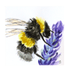 Bumblebee & Lavender - Greetings Card