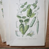 Image 3 of Planches De Botanique Anciennes Potager