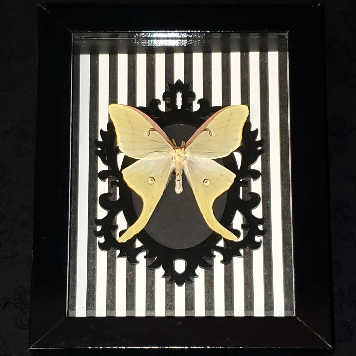 Luna Moth Striped Background 