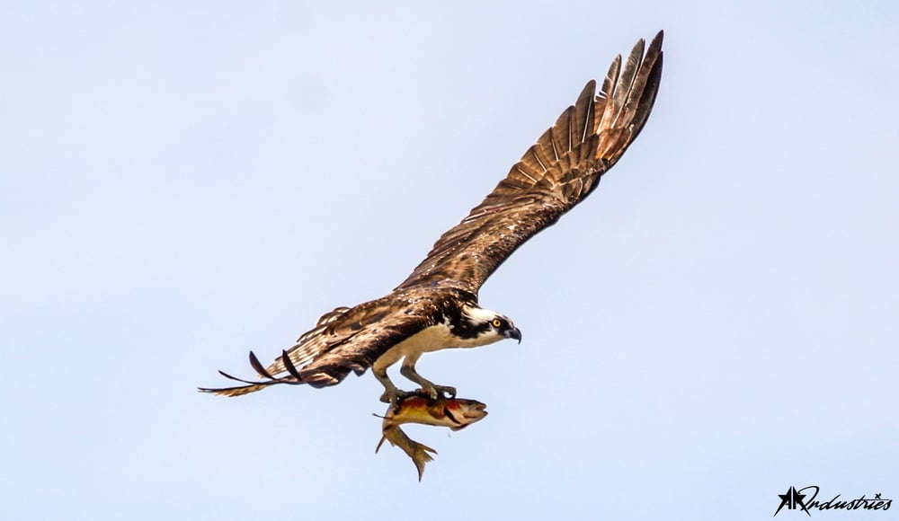 Image of Osprey Trout