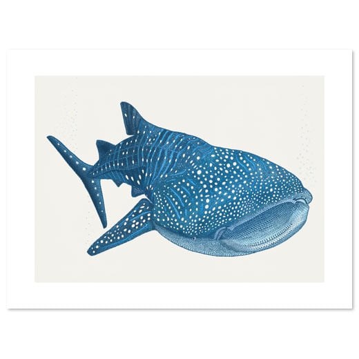 Image of Whale Shark 40x30cm 