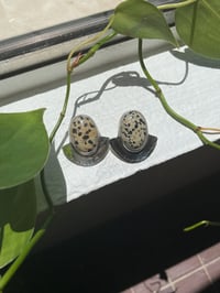 Dalmatian Jasper Studs