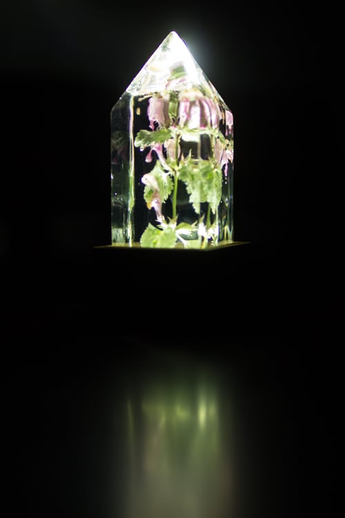 Image of Deadnettle (Lamium maculatum) - Floral Night-Light #2