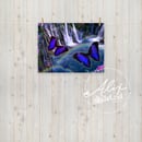 Image 4 of Barney Falls Butterfly Poster