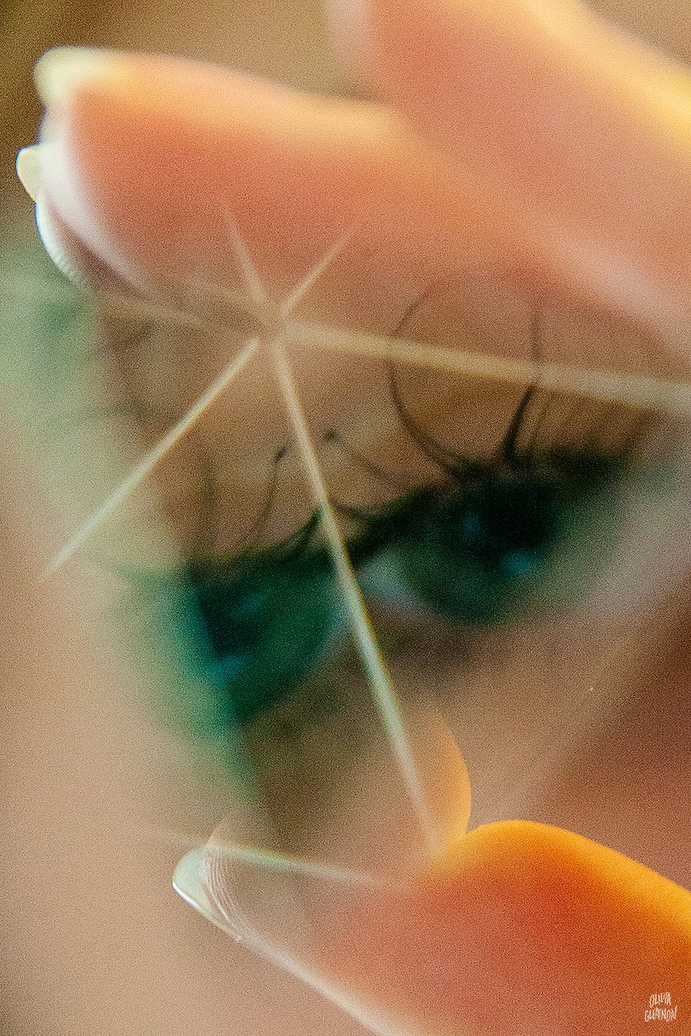 Image of Eye Prism