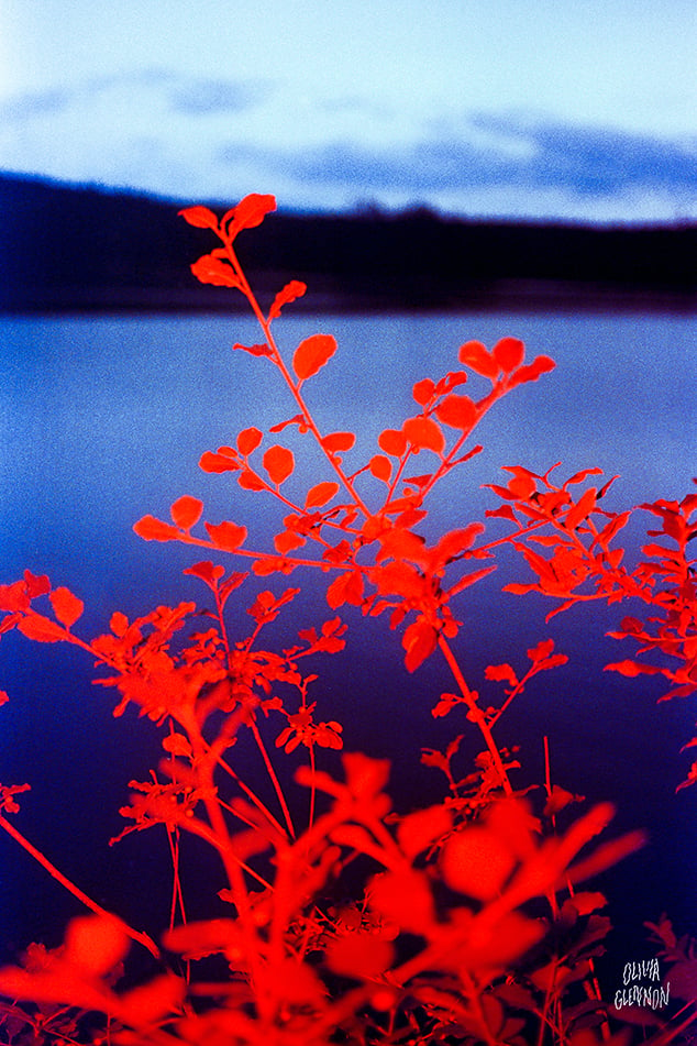 Image of Red Lake Growth