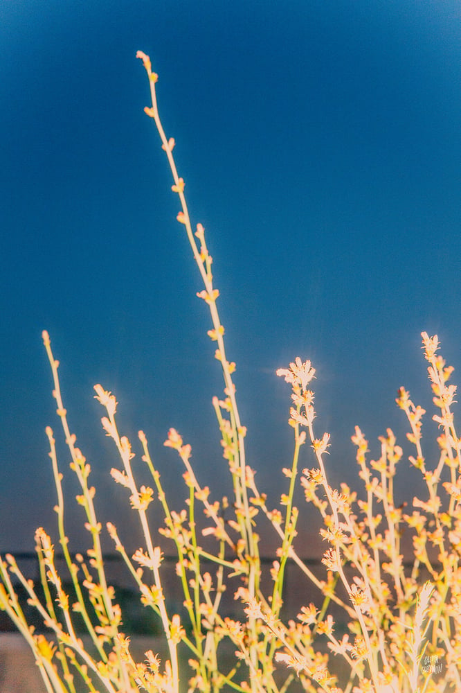 Image of Beach Weeds