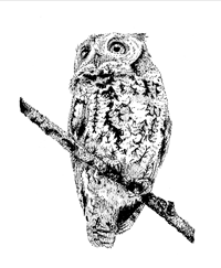 Image of "Owl" Print 