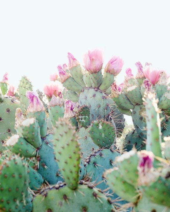 Image of Desert Cactus