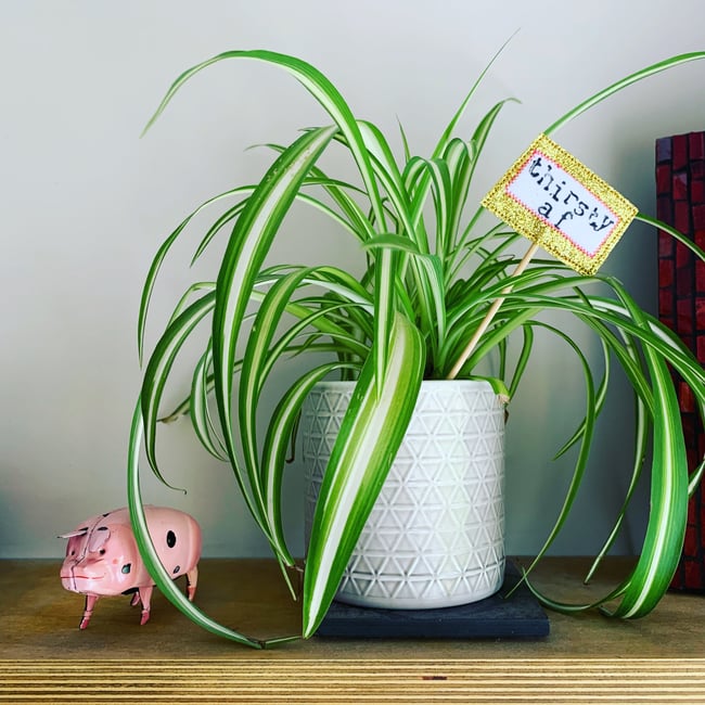 Cheeky Plant Stakes / Labels