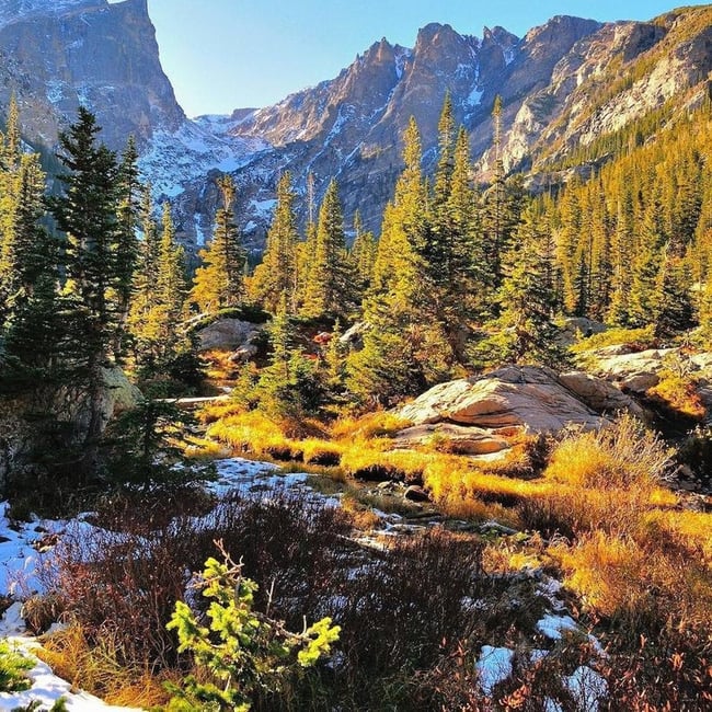Rocky Mtn National Park Mint Green Tea 