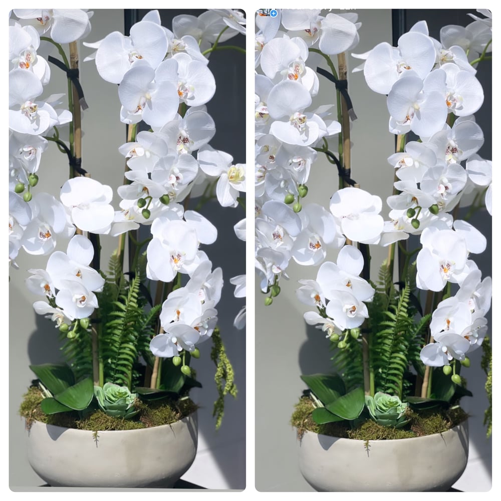 Image of XL stone bowl orchid