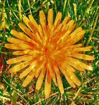 Image 1 of Pop of Sun
