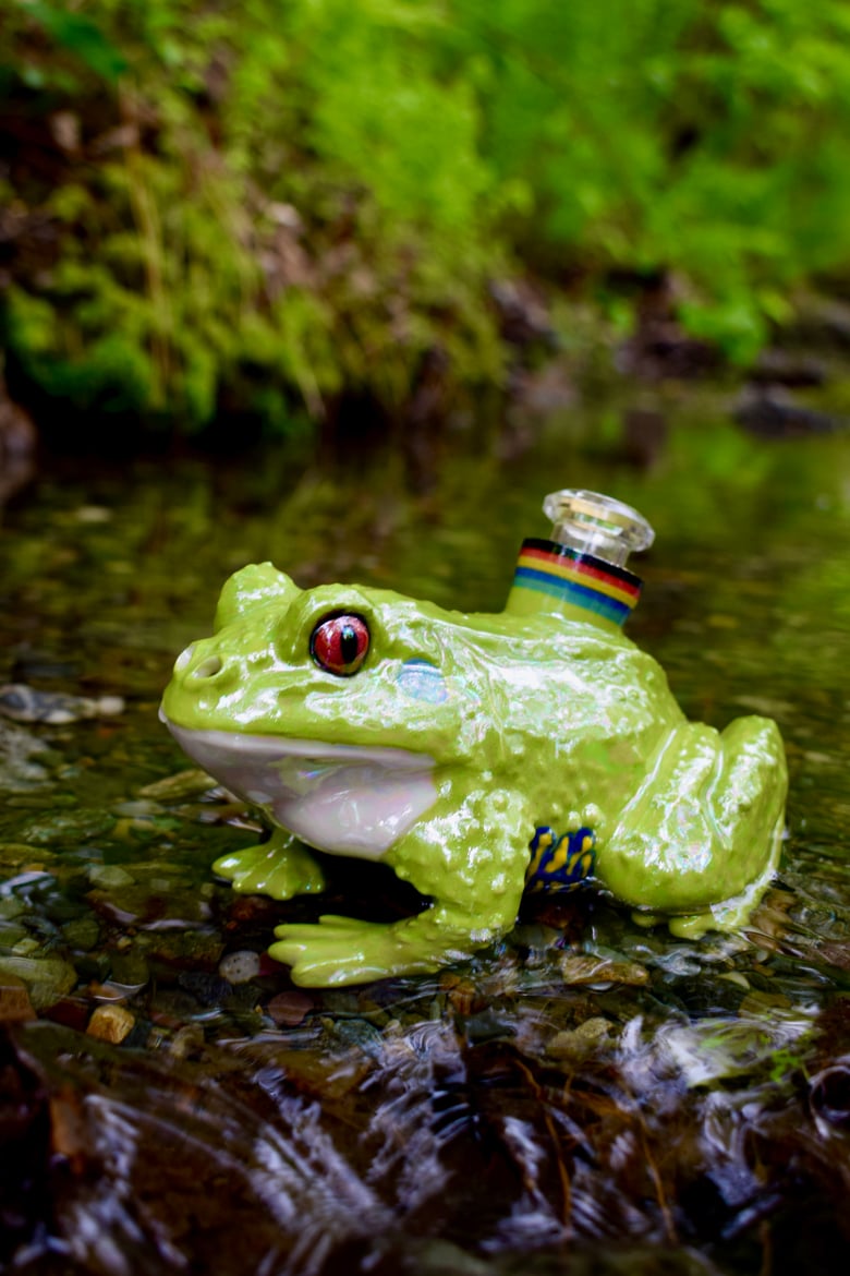 Image of Hybrid Tree Frog