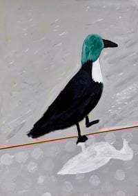Harbor Duck