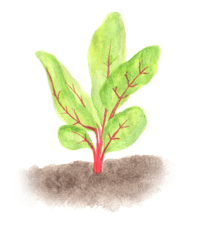 Image 4 of Seed zine: Chard