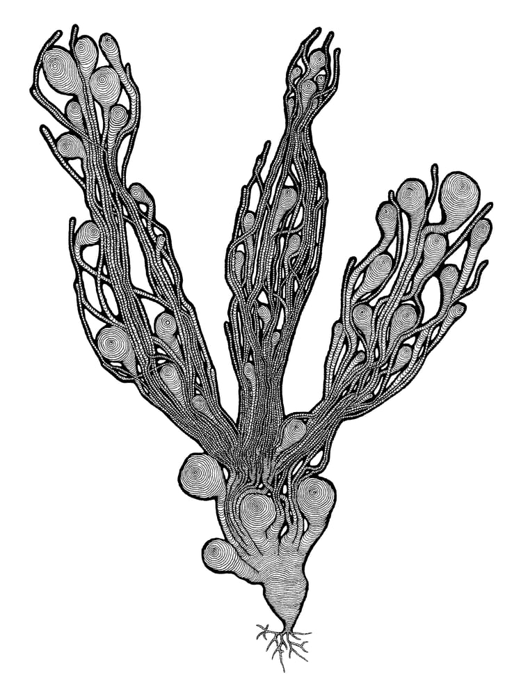 Image of Opuntia print