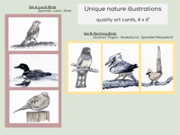 Birds Illustration Postcards