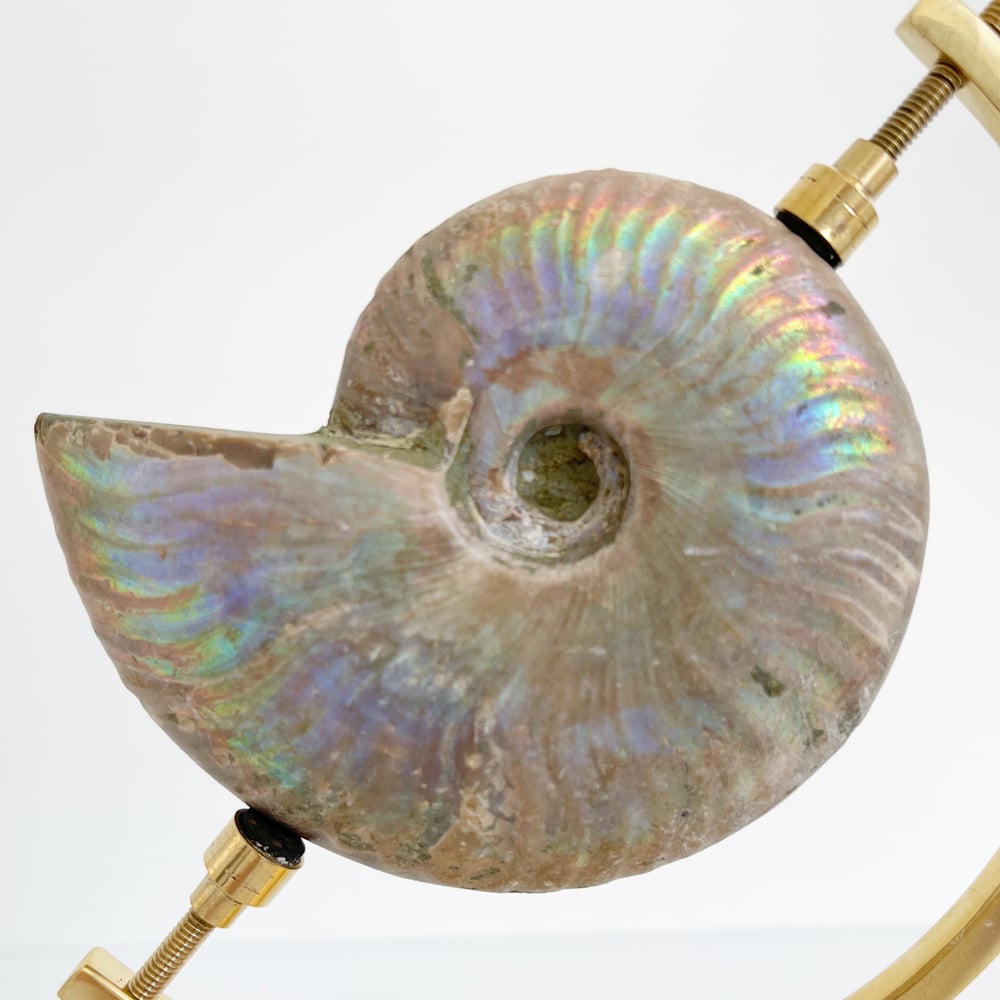 Image of  Iridescent Rainbow Ammonite No.53 + Brass Arc Stand