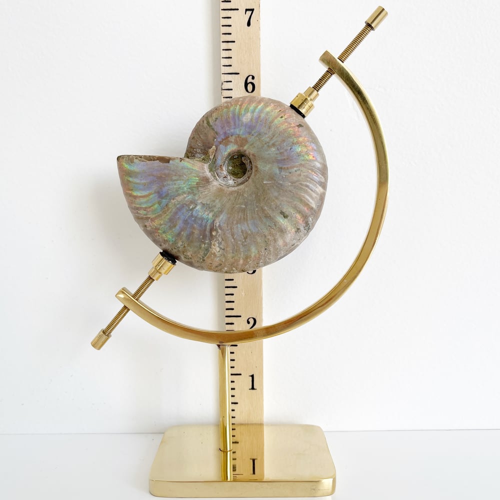 Image of  Iridescent Rainbow Ammonite No.53 + Brass Arc Stand