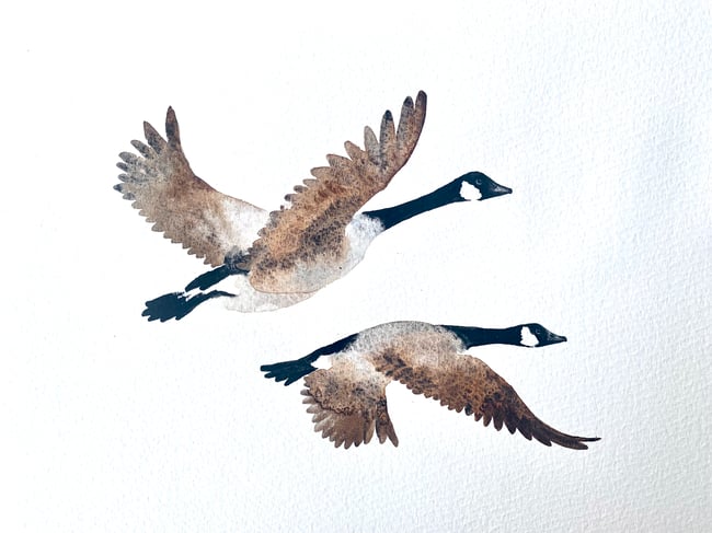 Canada Geese - Medium Original Watercolour Painting