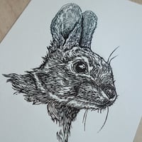 Image 2 of Rabbit no.1