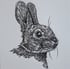 Rabbit no.1 Image 3