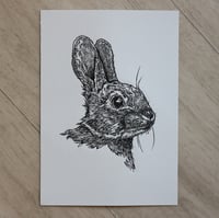 Image 1 of Rabbit no.1