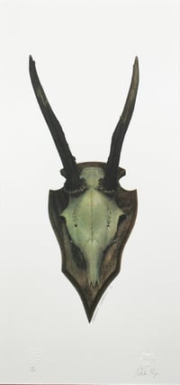 Image 1 of Capreolus Capreolus II