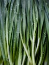 Korean Chive Seeds, Chinese Chives Seed, Garlic Chives Seeds, Asian Chive Seeds, 부추