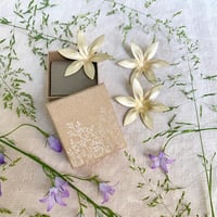 Image 2 of COQUETTES 