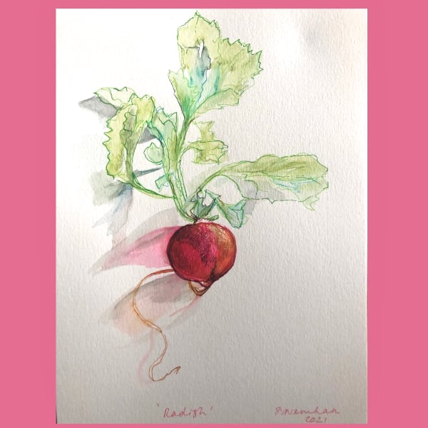 Pink Radish
