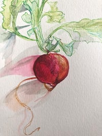 Image 2 of Pink Radish