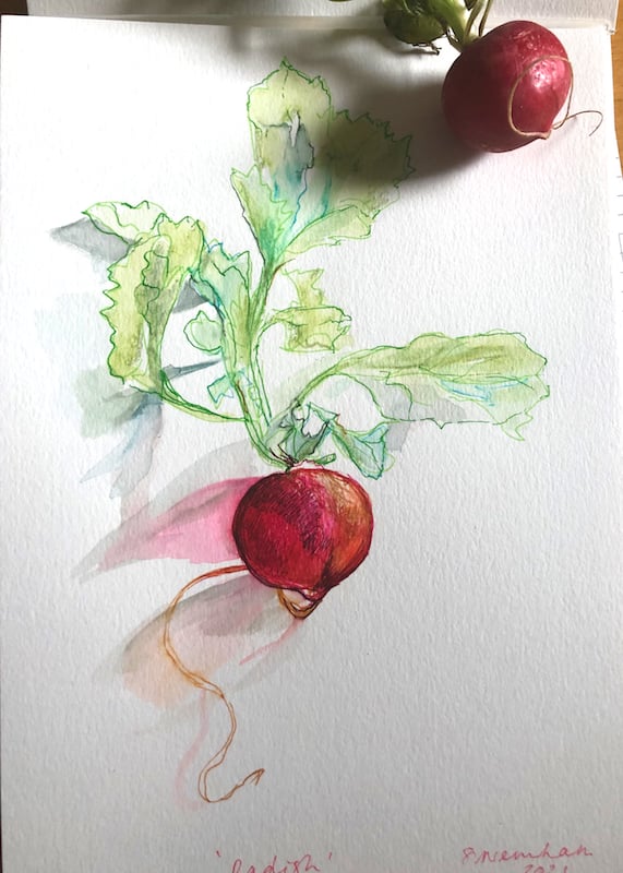 Pink Radish