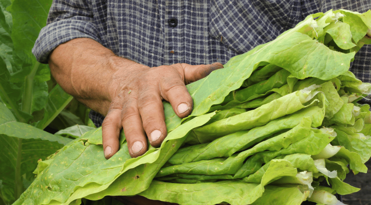 Fresh  Organic Shaman's Tobacco  **Whole Leaf** or Shredded 4oz Jar  