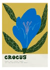CROCUS