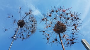 Image of Wire Alliums or Dandelion Clock