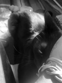 Image 3 of Pet / Companion : Reiki / Animal Communication