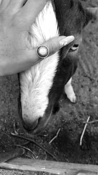Image 1 of Pet / Companion : Reiki / Animal Communication
