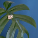 Image 2 of Rosegold Monstera Pin