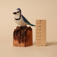 Image 2 of Bluejay