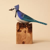 Image 1 of Bluejay