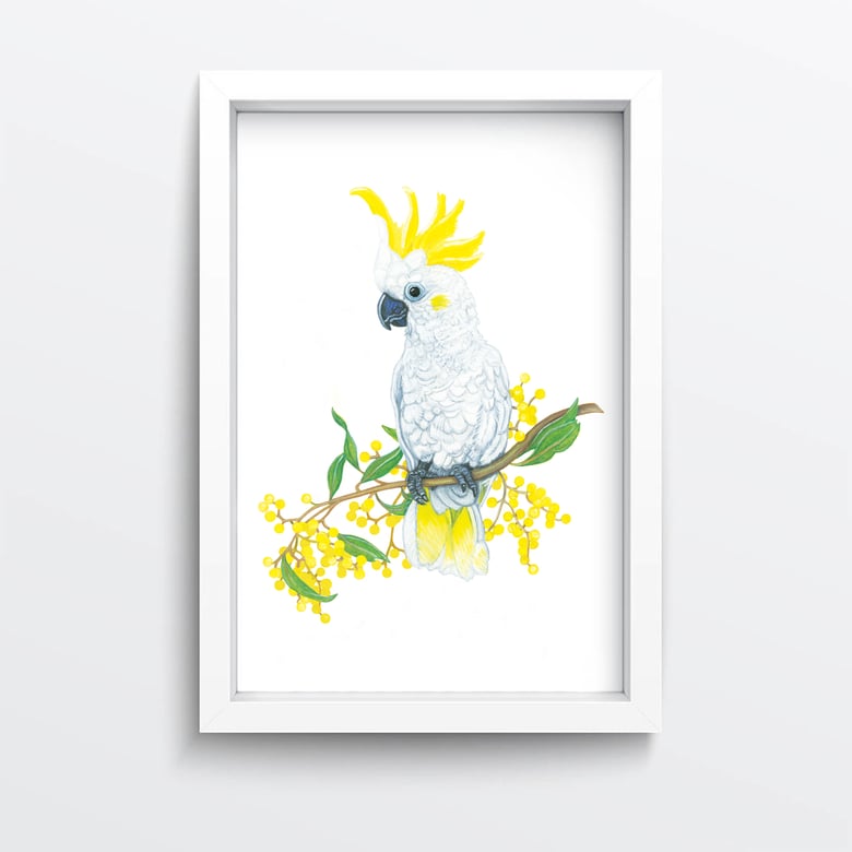 Image of Cockatoo Wattle Giclée Print