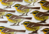 Siberian Accentor - Large Design - Pin Badge/Brooch/Magnet
