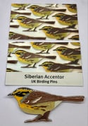 Siberian Accentor - Large Design - Pin Badge/Brooch/Magnet