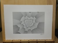 Image 1 of Chaos Rose 002