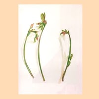 Image 1 of Freesias