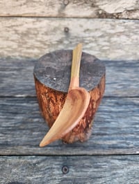 Image 3 of Callistemon eating spoon 